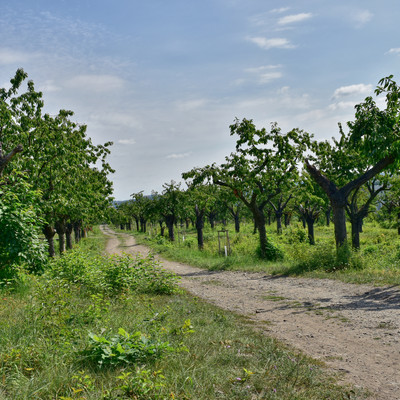 Park Třešňovka